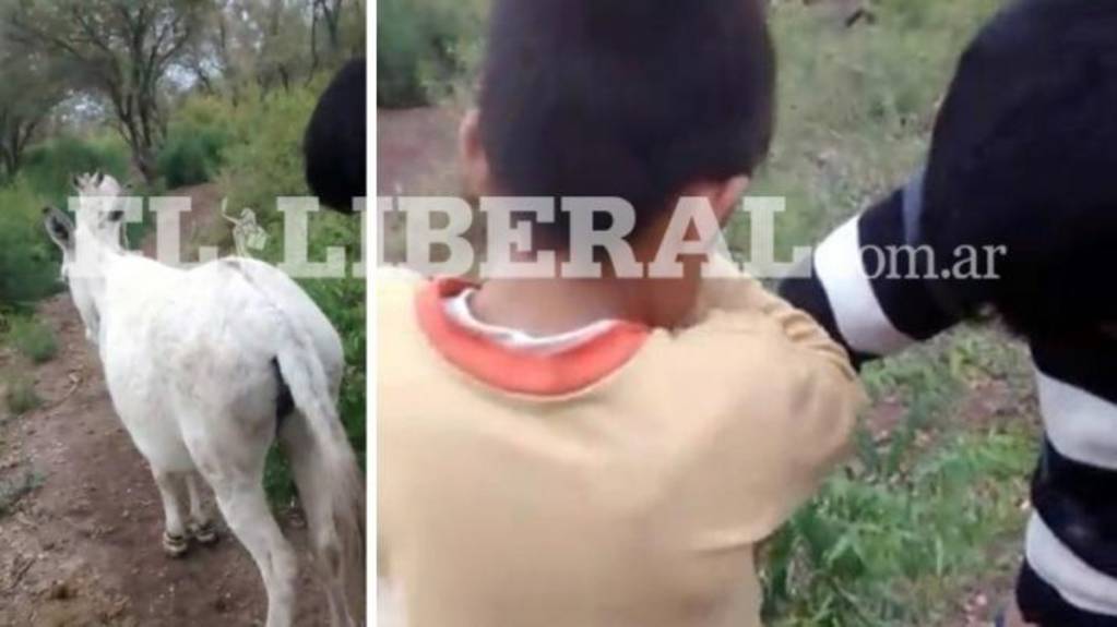 Horrendo Ni Os Abusaron De Un Burro Lo Filmaron Y Viralizaron El